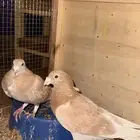 حمام زاجل