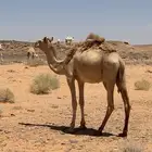 قعود