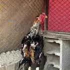 ديك شامو ياباني