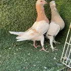 حمام ريحاني