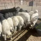 طليان البيع