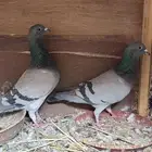 للبيع 6 اجواز زاجل سباق و منتجه