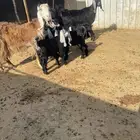 معزا متاويم