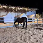 مهر ومهرها