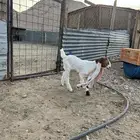 تيس داغور