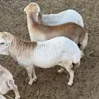 للبيع ذبائح
