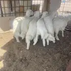 طليان