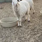 رخل حريه جذعه