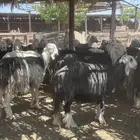 ضان نجد صنف