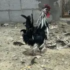 طقم دجاج بطريقي