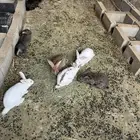 ارانب للبيع