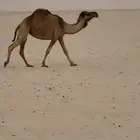 للبيع ابل لقحات