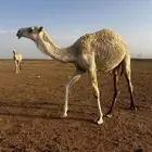 قعود مفرود للبيع