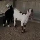 رخل نجديه