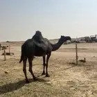 ناقه ضروبه مجهم حليبها واجد تملى ام 80