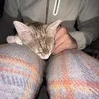 Someone s cat is lost (not mine)