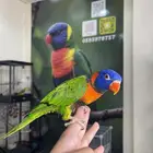 انثى لوري اليفه و منتجه تم البيع