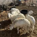 سواكن مربيات