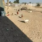 دجاج