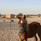 مهر شعبي اشقر مذهب