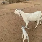 عنز تامه معها توم تيس وجفره شرط سلم وروم