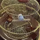 ببغاء بادجي للبيع