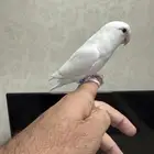 روز البينو اليف للبيع