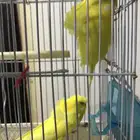 بادجي