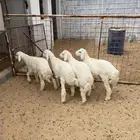 بهم للبيع تفريد او جمله