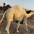 قعود للبيع
