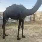 قعود للبيع