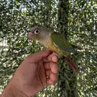 فرخ كنيور سلمون اليف و هدد داخلي