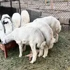 طليان للبيع