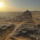قعود هجن أبوه جبار وأمه بنت سوداني سابقه بيدها