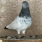 حمام وشرط صحة