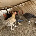 ديكه العدد 6 البيع جمله عل جميع الشروط