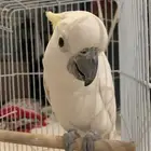كوكاتو ابو عرف اصفر وليف