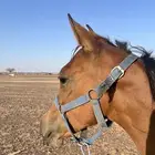 مهره شعبيه تنافس الواهو