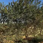 اشجار لوز هندي