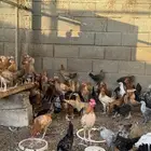 دجاج
