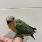 للبيع روز قريب وينفطم