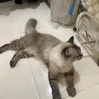 قطوه لتبني