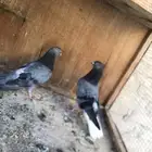 قطايف زرق