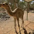 للبيع قعود عمره 3 شهور