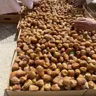 سكري مفتل