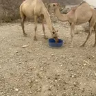 ابل