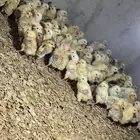 صوص بلدي
