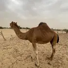 ناقه ساحليه حمرا مدني
