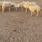 غنم مراح خلفات دفيع