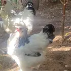 ديك ودجاجه كلمبيات ( سلاله كونك ) فاخر